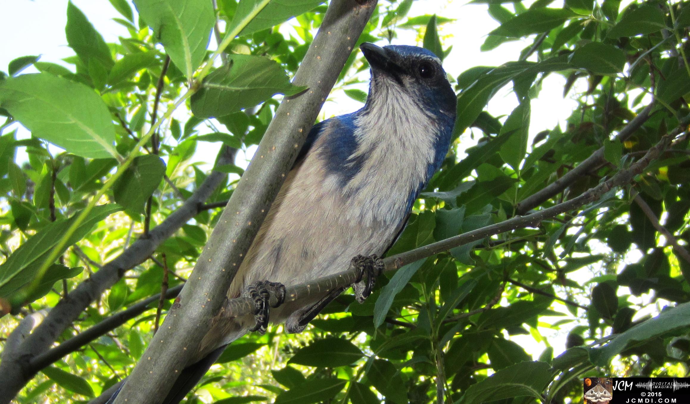 Scrub Jay curious male watches filming